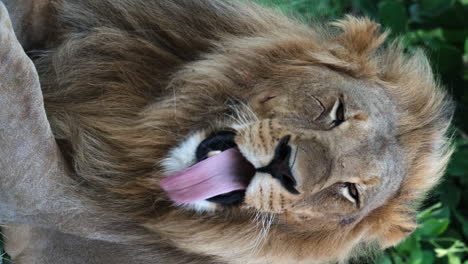 Vertical-View-Of-A-Lion-With-Thick-Bushy-Mane-Licking