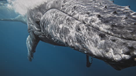 Un-Primer-Plano-Extremo-De-La-Cabeza-Y-La-Boca-De-Una-Ballena-Jorobada-Bajo-El-Agua-Muestra-Cicatrices