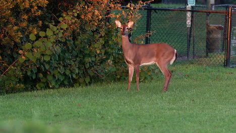 Female-White-Tailed-Deer-Doe-Nervously-Stomping-Foot-in-Suburban-Neighborhood