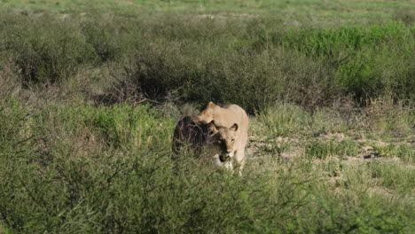 Löwinnen-Streifen-Durch-Die-Wildnis-Eines-Safariparks-In-Südafrika