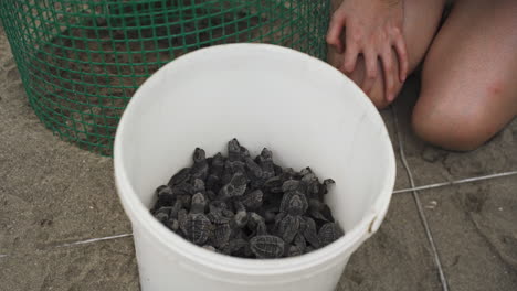 Biólogo-Cuidando-A-Una-Joven-Familia-De-Tortugas-Antes-De-Darse-Cuenta-En-El-Agua-Del-Océano