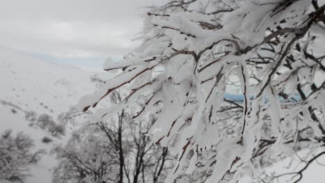 Close-up-of-frozen-snow-on-a-tree-branch-on-Mount-Hermon-during-winter-in-Israel