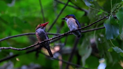 Muttervogel-Auf-Der-Linken-Seite-Und-Ein-Männlicher-Jungvogel-Auf-Der-Rechten-Seite-Stehen-Einander-Gegenüber,-Während-Sie-Miteinander-über-Das-Leben-Sprechen,-Bebänderter-Eisvogel-Lacedo-Pulchella,-Thailand