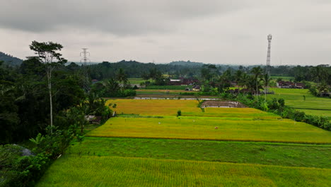 Drone-flying-over-yellow-and-green-rice-fields,-Indonesia
