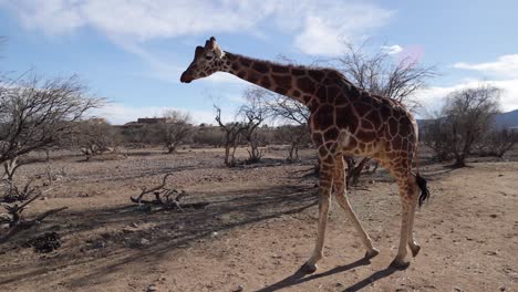 giraffe-walking-in-dry-bush-near-civilization-slomo