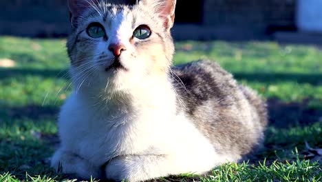 A-Still-Shot-Of-A-Domestic-Cat-Looking-Around-As-It-Lay-Sleepy-On-The-Lawn