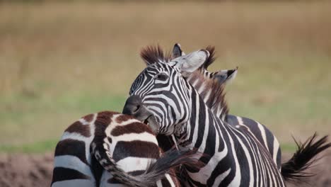 Ein-Zebrapaar-Pflegt-Sich-Gegenseitig-Im-Ol-Pejeta-Conservancy,-Kenia,-Afrika