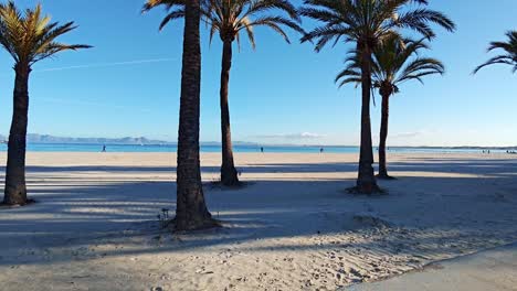 Palmeras-En-La-Playa-De-Alcudia