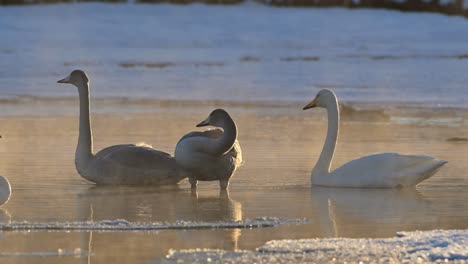 Adult-and-juvenile-Whooper-Swans-resting,-swimming-in-Norway-river-at-sunset