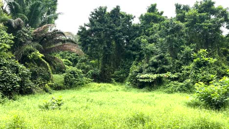 Lush-Green-Vegetation-At-Windsor-Nature-Park-In-Singapore---Wide-Shot
