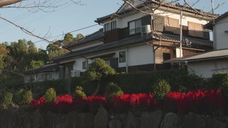 Traditional-Japanese-house-bathed-in-warm-sunlight-with-vibrant-red-flowers-in-front,-tranquil-suburban-setting