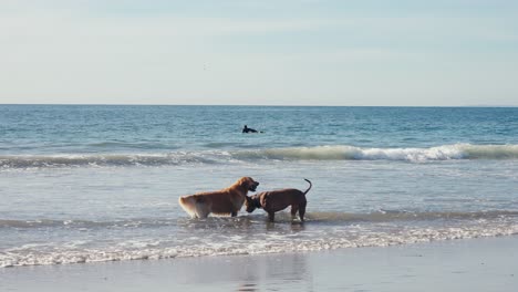 Ein-Paar-Hunde-Haben-Spaß-Im-Flachen-Meerwasser-Am-Strand,-Zeitlupe