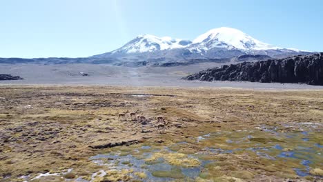 Llamas-Corriendo-En-Humedales-Y-Fondo-Nevado