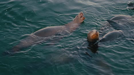 Seelöwen-Und-Robben-Schwimmen-Und-Spielen-In-Zeitlupe-Im-Meer