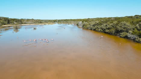 Lagune-In-Der-Nähe-Von-Celestun-Voller-Flamingos,-Die-In-Einer-Herde-Im-Freien-Schwimmen