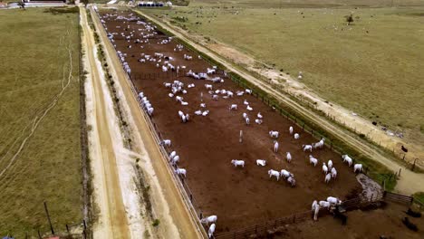 Cattle-In-Long-Kraal,-Feedlot-Outside,-Drone-Flyover-Angled-View