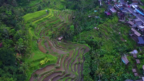 Vista-De-Arriba-Hacia-Abajo-De-Las-Terrazas-De-Arroz-De-Varios-Niveles-Y-Del-Pueblo-Cercano-En-Las-Terrazas-De-Arroz-De-Tegalalang-En-Bali,-Indonesia