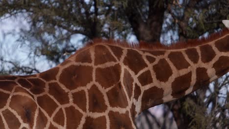 giraffe-pattern-closeup-pan-up-to-face-eating-leaves