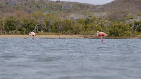 Flamencos-En-Aguas-Poco-Profundas-Con-El-Exuberante-Telón-De-Fondo-De-Curazao,-Luz-Del-Día