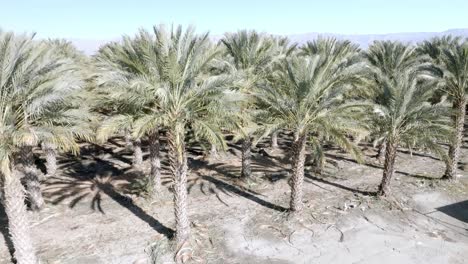 Large-palm-tree-nursery-in-Coachella,-California-with-drone-video-close-up-and-moving-up