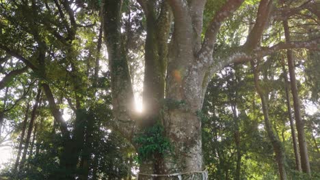 Sacred-Spirit-Tree-at-Ishigami-Shinmei-Jinja-Shrine-in-Osatsu,-Mie-Japan-4k