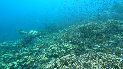 Beautiful-scenic-underwater-view-of-big-shoals-of-tropical-damsel-fish-swimming-in-unison-over-coral-reef-in-Coral-Triangle-of-Timor-Leste,-Southeast-Asia
