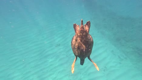 Giant-Green-Sea-Turtle-Diving-Beneath-The-Crystal-Clear-Blue-Waters-Of-Oahu,-Hawaii