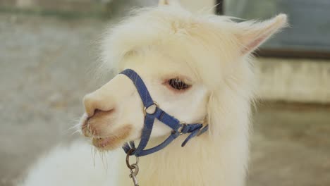 South-American-Camelid-Mammal---Alpaca---Closeup-Shot
