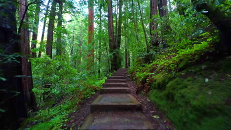 Exploring-the-Woodland-Trails-with-Steps-at-Muir-Woods-National-Monument-in-Slow-Motion
