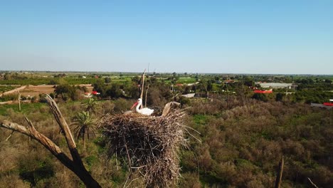 Fly-around-a-Stork-nest-on-top-of-tree-circle-round-rotate-angle-camera-view-of-bird-family-nesting-dry-foliage-on-top-of-tall-dry-tree-in-nature-landscape-in-summer-season-in-Iran-orange-color-beak