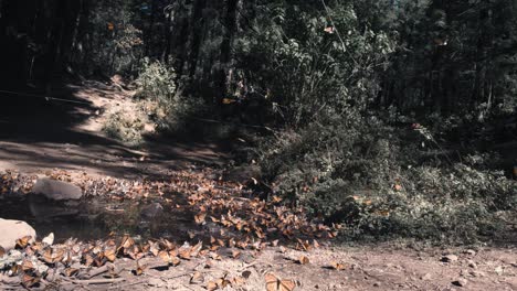 Swarm-Of-Unique-Monarch-Butterflies-Resting-In-Green-Forest,-El-Rosario-Michoacan,-Mexico