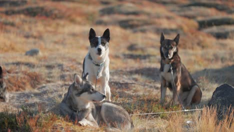 Eine-Gruppe-Schlittenhunde-Ruht-Auf-Dem-Gras-In-Der-Nordischen-Landschaft