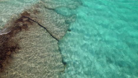 Aerial-view-large-parrot-fish-leaving-and-entering-reef-avoid-fishing-line,-caribbean-sea