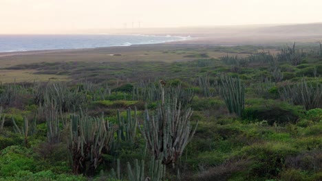 Wilder-Karakara-Vogel,-Der-Auf-Hohen-Kaktuspflanzen-Thront,-Steht-In-Trockenem-Buschland-An-Der-Nordküste-Von-Curaçao,-Sonnenuntergangsluft