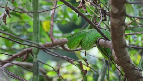 Mirando-Hacia-La-Izquierda-Mientras-Descansa-Sobre-Una-Rama-Mientras-Respira,-Víbora-De-Vogel-Trimeresurus-Vogeli,-Tailandia