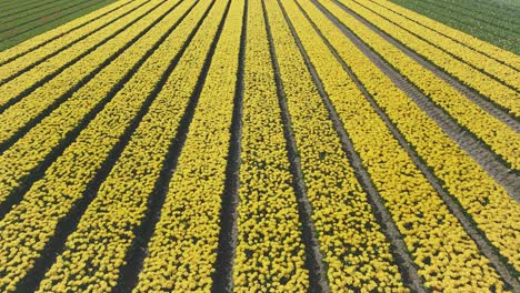Aerial-drone-flying-over-colorful-tulip-flower-fields-in-Holland