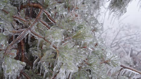 Close-up-of-branches-encased-in-ice,-glistening-with-a-translucent,-frosty-coating