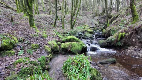 Kleiner,-Langsam-Fließender-Waldbach,-Der-Langsam-Durch-Die-Waldbäume-Fließt