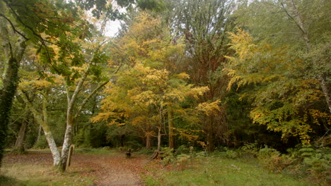 Weite-Aufnahme-Von-Bäumen-Im-Blackwater-Arboretum-Mit-Fußweg