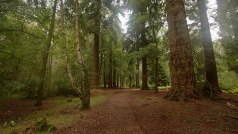 Plano-Medio-De-árboles-Y-Sendero-En-Blackwater-Arboretum.