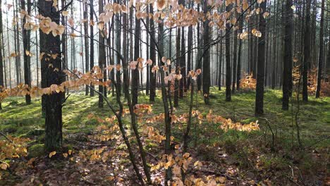 Wald-Brown-Blätter-Licht-Landschaft-Luft-Gleiten-Rechts-Glatt