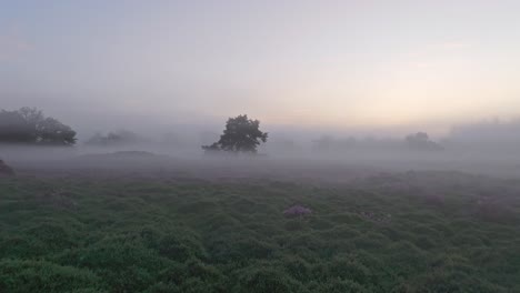 Aerial-view-of-wild-heather-in-countryside-during-foggy-morning,-Netherlands