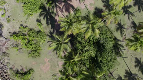 Dron-Panorámico-De-Arriba-Hacia-Abajo-A-Través-De-Palmeras-Y-Largas-Sombras-Dramáticas,-Inclínelo-Hacia-Arriba-Para-Revelar-El-Aserradero-Samana-República-Dominicana