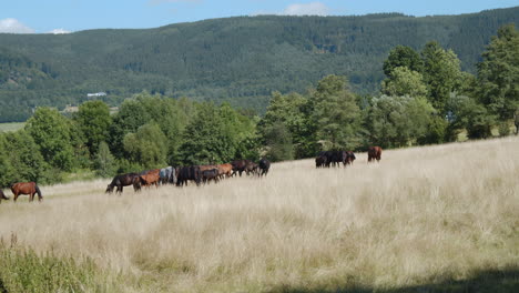 Group-of-horses-grazing-in-a-sunny-countryside-field,-Summer-Landscape
