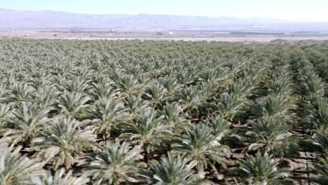 Large-palm-tree-nursery-in-Coachella,-California-with-drone-video-close-up-low-and-moving-in-a-circle