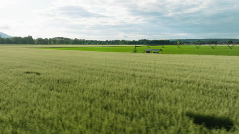 Agricultural-sprinkler-irrigating-a-vast-wheat-field-in-Dardanelle,-Arkansas,-under-clear-skies
