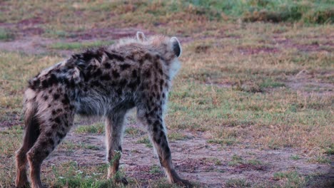 Gefleckte-Hyäne-Steht-Auf-Der-Savanne-Und-Putzt-Sich