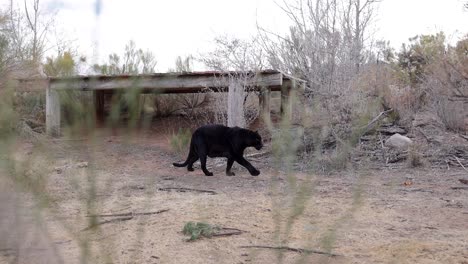 Leopardo-Negro-Caminando-En-El-Santuario-De-Vida-Silvestre-Slomo