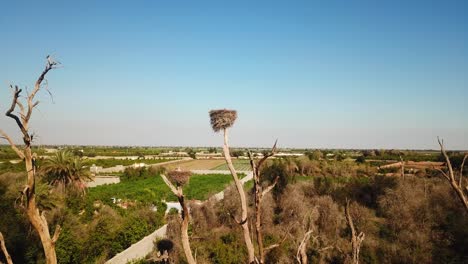 Foliage-nest-on-top-of-dry-tree-the-Stork-bird-long-leg-white-feather-orange-red-beak-family-life-in-tropical-climate-in-emigration-season-in-Iran-Dezful-palm-tree-garden-groves-farm-field-iran-rural
