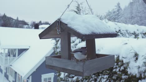 Great-tit-And-Wood-Nuthatch-Birds-Feeds-On-A-Hanging-Bird-House-Feeder